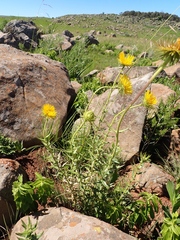 Berkheya seminivea