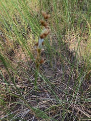 Cladium mariscoides