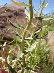 Berkheya seminivea