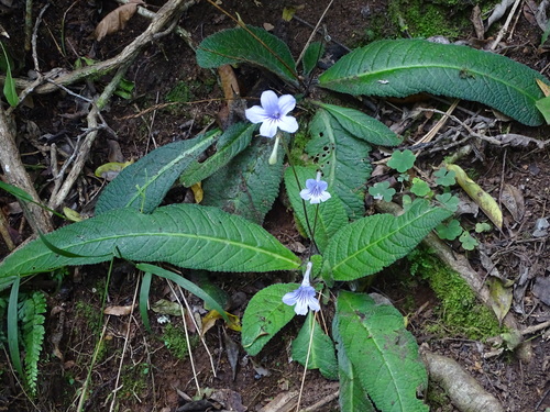 Cape Primrose