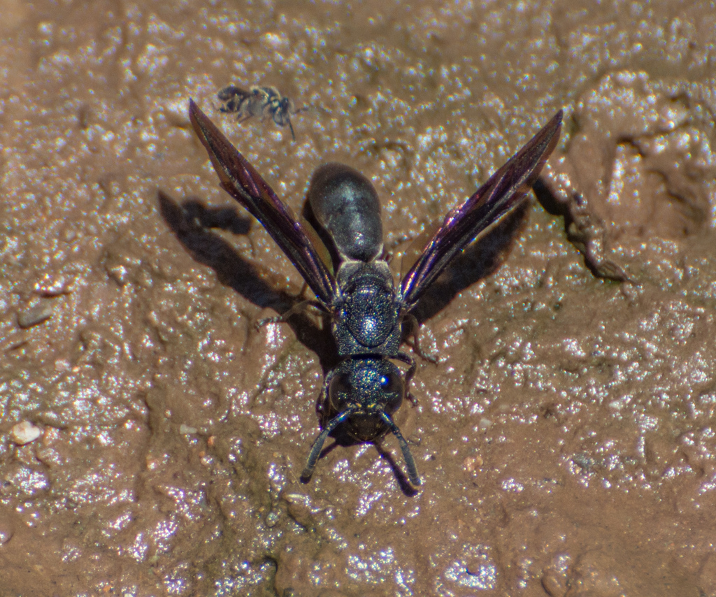 Plagiolabra nigra