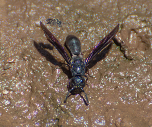 Plagiolabra nigra