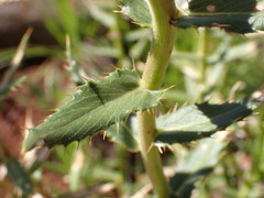 Berkheya seminivea