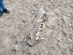Delphinoidea