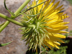Berkheya seminivea