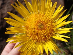 Berkheya seminivea
