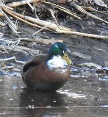 Anas platyrhynchos domesticus