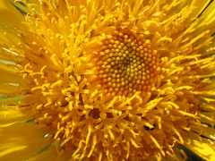 Berkheya seminivea