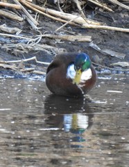 Anas platyrhynchos domesticus