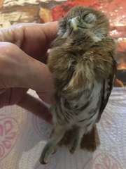 Glaucidium brasilianum