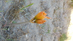 Zephyranthes gilliesiana