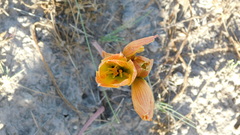 Zephyranthes gilliesiana