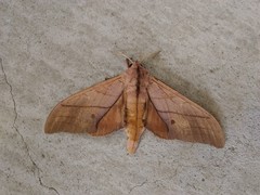 Marumba cristata bukaiana