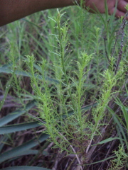 Baccharis ulicina