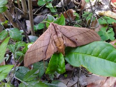 Marumba cristata bukaiana