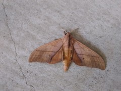 Marumba cristata bukaiana