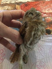 Glaucidium brasilianum