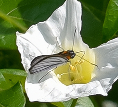 Paracarystus hypargyra