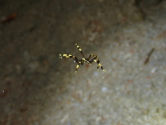 Stylopallene cheilorhynchus