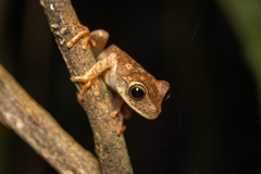 Bokermannohyla luctuosa