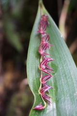 Pleurothallis lindenii