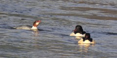 Mergus merganser