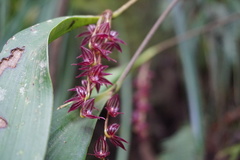 Pleurothallis lindenii