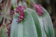 Pleurothallis lindenii