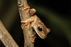 Bokermannohyla luctuosa