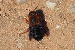 Megachile sicula