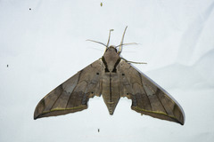 Ambulyx substrigilis