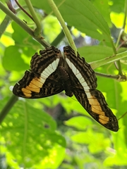 Adelpha plesaure