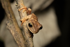 Bokermannohyla luctuosa