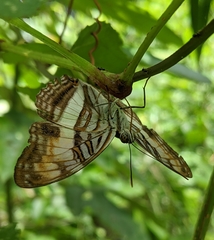 Adelpha plesaure