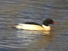 Mergus merganser