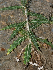 Ptilostemon hispanicus