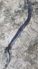 Naja sputatrix
