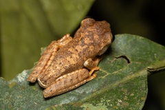 Bokermannohyla luctuosa