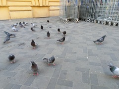 Columba livia domestica