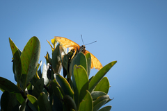 Charaxes marmax