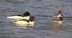Mergus merganser