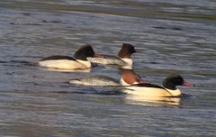 Mergus merganser