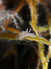 Phyllodesmium magnum