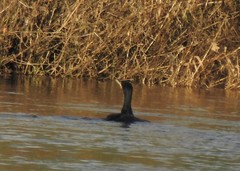 Phalacrocorax carbo