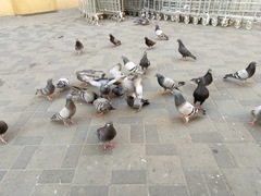 Columba livia domestica