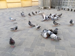 Columba livia domestica