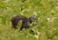 Fulica americana