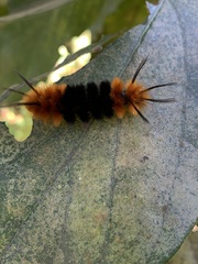 Turuptiana obliqua
