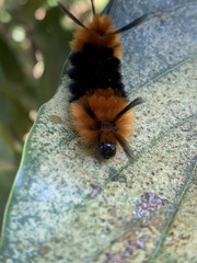 Turuptiana obliqua