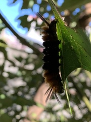 Turuptiana obliqua